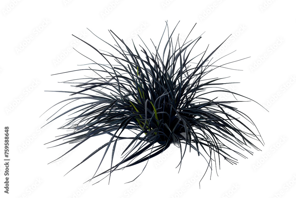 Black Mondo Grass Isolated on Transparent Background