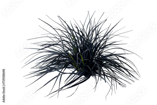 Black Mondo Grass Isolated on Transparent Background photo