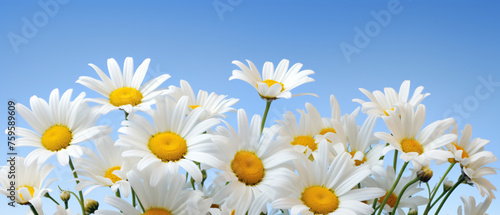 Daisy flowers bouquet against blue sky ..