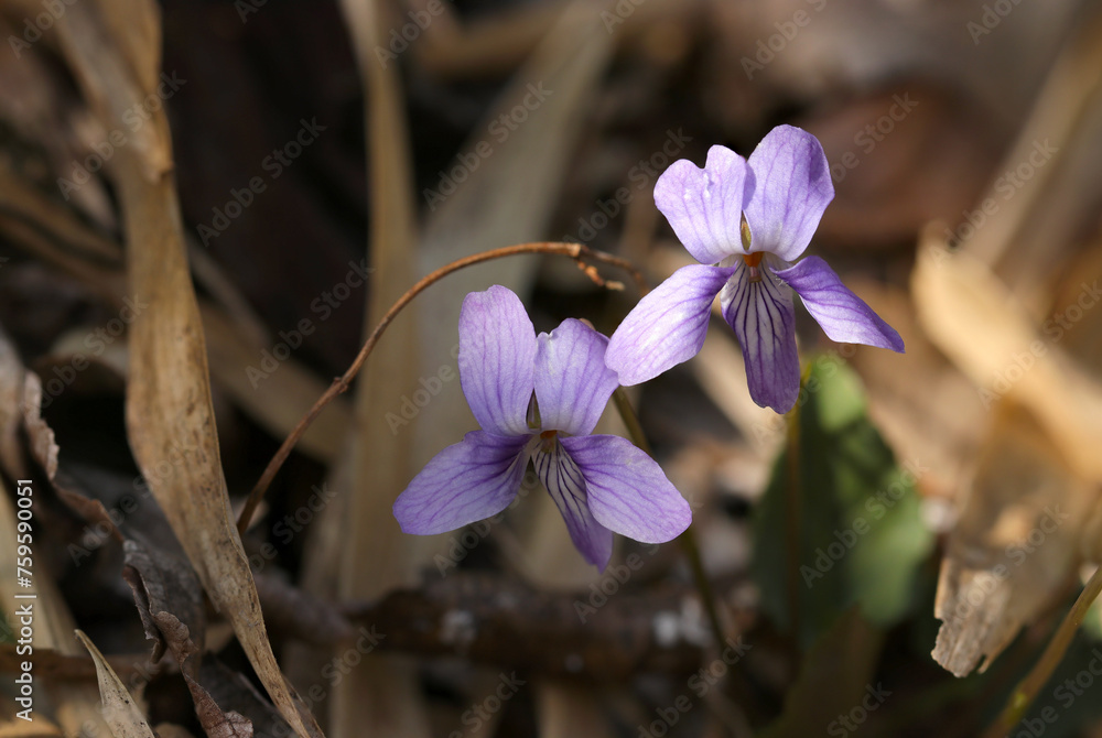 Φωτογραφία 春、雑木林の咲くかわいらしい薄紫色のミヤマスミレ（深山菫・自然光＋ストロボ、マクロ接写撮影）