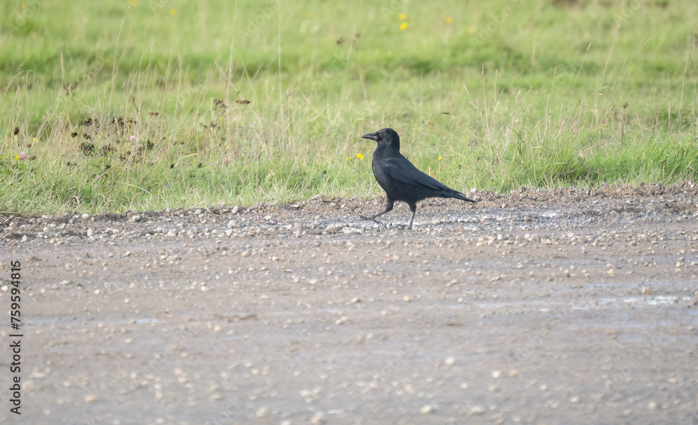 Obraz premium a common raven (Corvus Corax) walking on a dirt road, Wiltshire UK