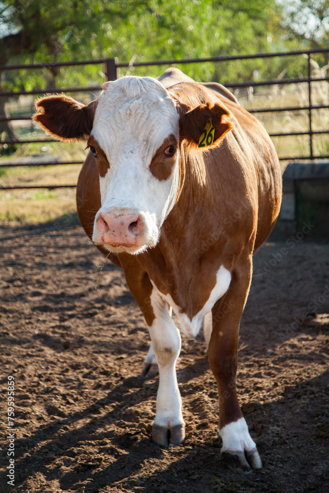 Vertical portrait of cow in stockyards on farm in morning Vertical portrait of cow in stockyards on farm in morning