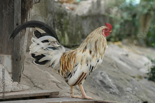 male chicken or big cock relaxing