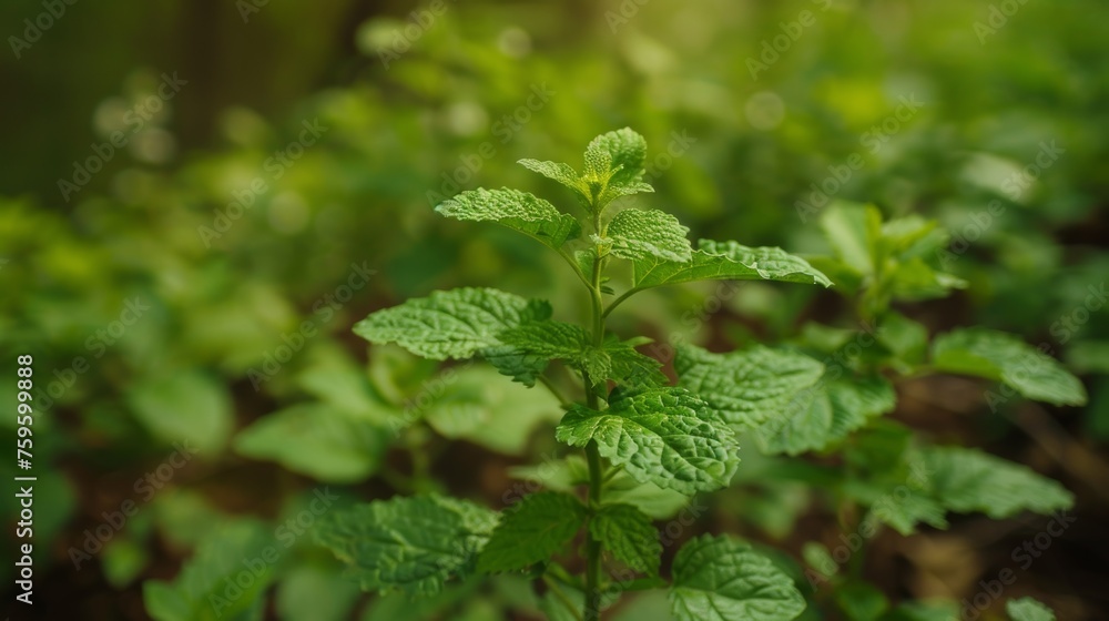 fresh mint leaves. Mint is a popular herb used in cooking and herbal remedies. fresh mint leaves. Mint is a popular herb used in cooking and herbal remedies.
