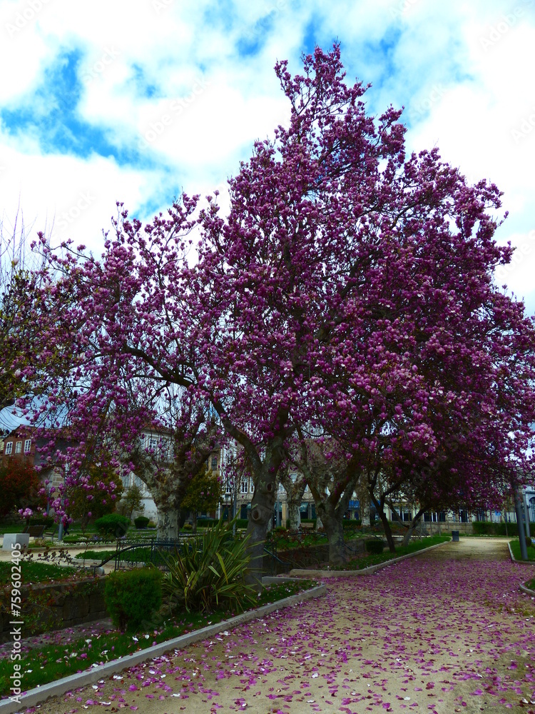 Naklejka premium Arbre à fleurs roses