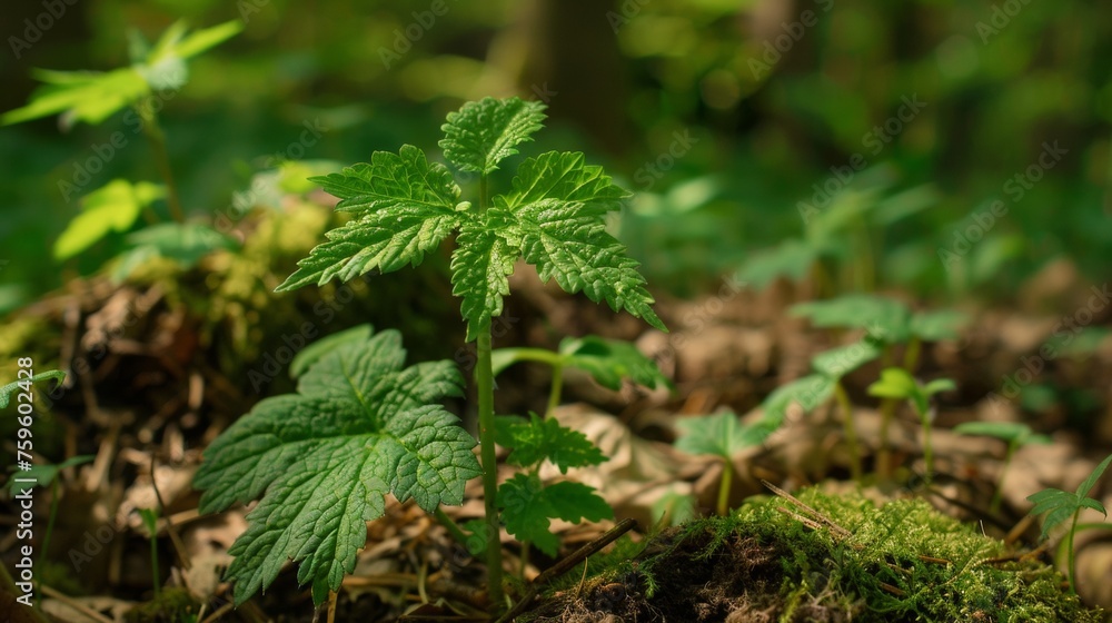 fresh mint leaves. Mint is a popular herb used in cooking and herbal remedies. fresh mint leaves. Mint is a popular herb used in cooking and herbal remedies.