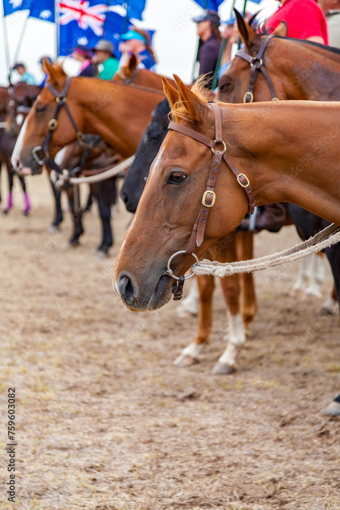 Portrait of horse standing in line with Australian flags in the background Portrait of horse standing in line with Australian flags in the background