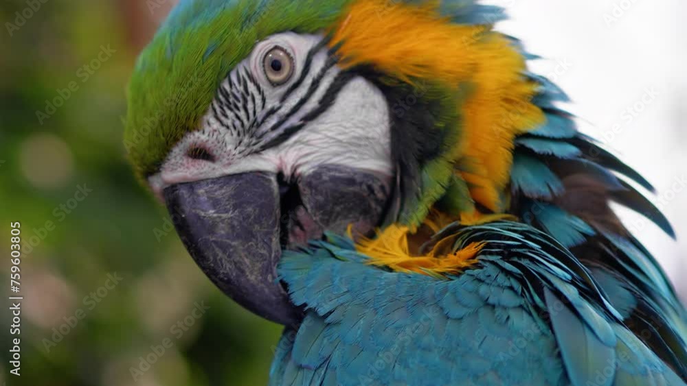 Blue Macaw Parrot Stand On A Tree Of A Zoo Blue Macaw Parrot Stand On A Tree Of A Zoo