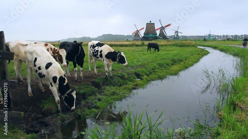 Paisaje de rebaño de vacas paciendo hierva junto al canal, molinos históricos holandeses y ciclistas circulando por el camino al fondo de la imagen photo