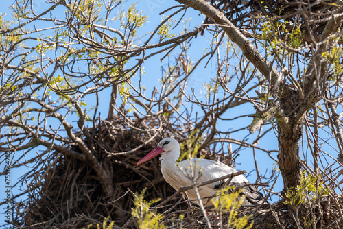 white stork in the nest