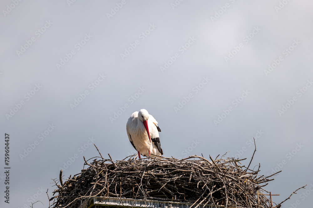 Fototapeta premium storks in the nest