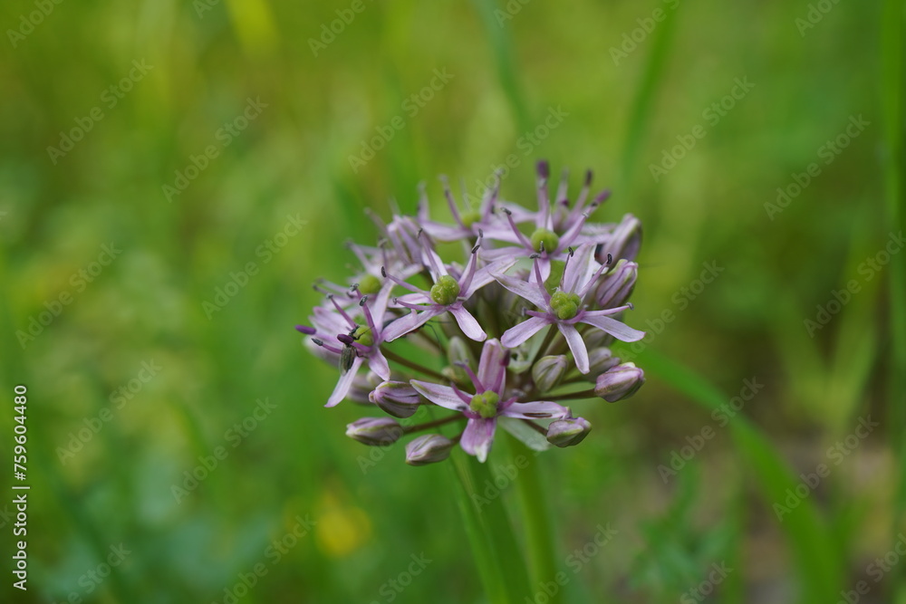 The purple flower of Allium ampeloprasum with an insect on it The purple flower of Allium ampeloprasum with an insect on it