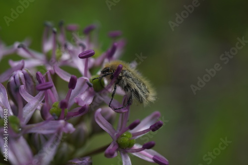The purple flower of Allium ampeloprasum © Natalia Hanin