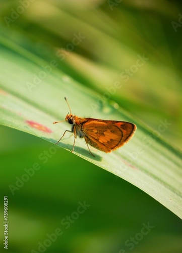 A moth resting on the top of a plant in a garden in the Asian region of Indonesia with background blur