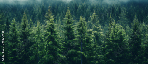 Healthy green trees in a forest of old spruce fir  photo