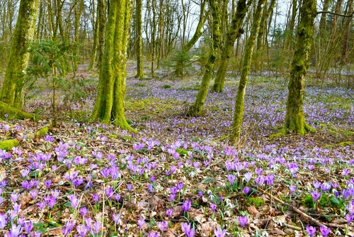 European hornbeam forest in spring with purple spring crocus  Crocus vernus  flowers covering the ground