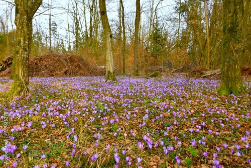 European hornbeam forest with purple spring crocus (Crocus vernus) flowers