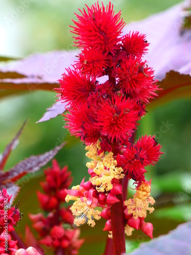 Fotografie Fleurs rouges et jaunes