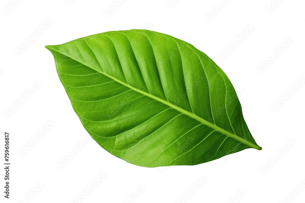 Obraz premium Green Leaf on White Background. on a White or Clear Surface PNG Transparent Background.