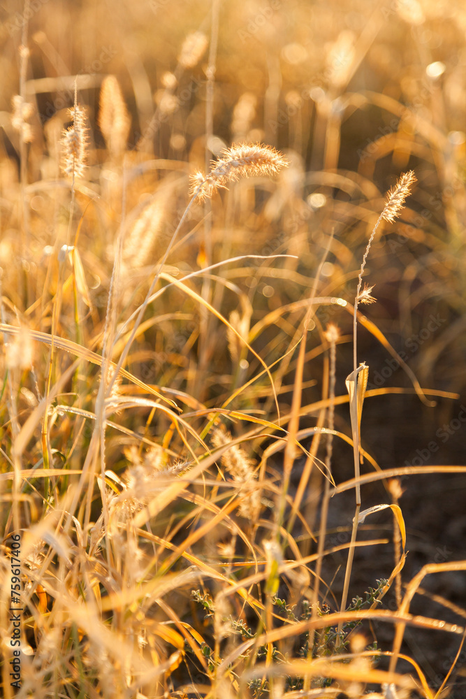 Golden light shining through long grass on farm Golden light shining through long grass on farm