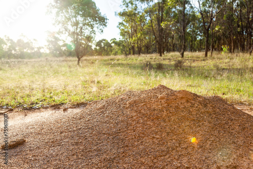 Ant nest with sunlight shining over it