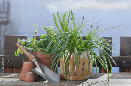 flower pot and plant with shovel on wooden table in terrace