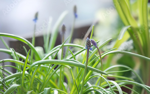 close-up of a flower bud of a muscari beginning to bloom in potted on balcony