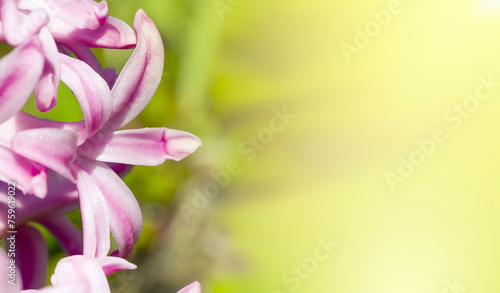 Fototapeta Naklejka Na Ścianę i Meble -  Pink flowers close-up on green defocus background, macro photography. Spring Flowers, Copy Space Banner for Text and Advertising, Spring Greeting Card, Mother's Day, Birthday, Greeting Card