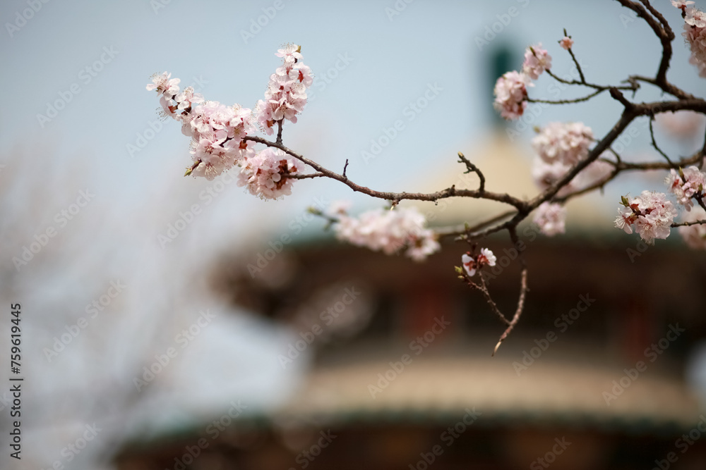 Chinese Park on a Spring Day with Cherry Blossoms Chinese Park on a Spring Day with Cherry Blossoms