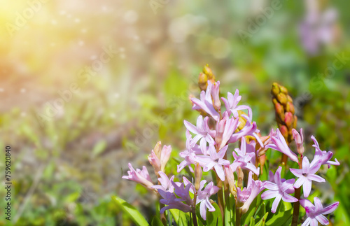 Fototapeta Naklejka Na Ścianę i Meble -  Spring pink flowers on a green background, sun rays, highlights and blurred lights. Greeting card with flowers, spring background, mother's day, date, birthday, greeting banner with copy space