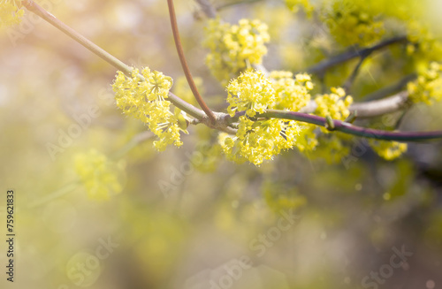 Young blooming yellow flowers on a tree branch, sun glare. Beautiful spring greeting card with space for copy. Bright background with colors, space for text and advertising