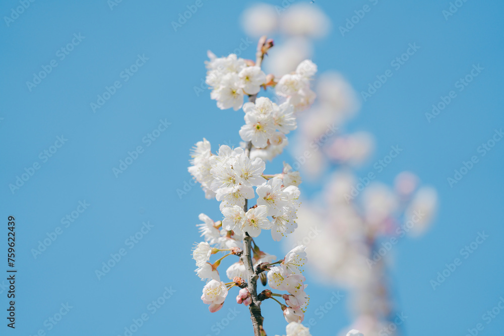 大手門に咲く桜の花