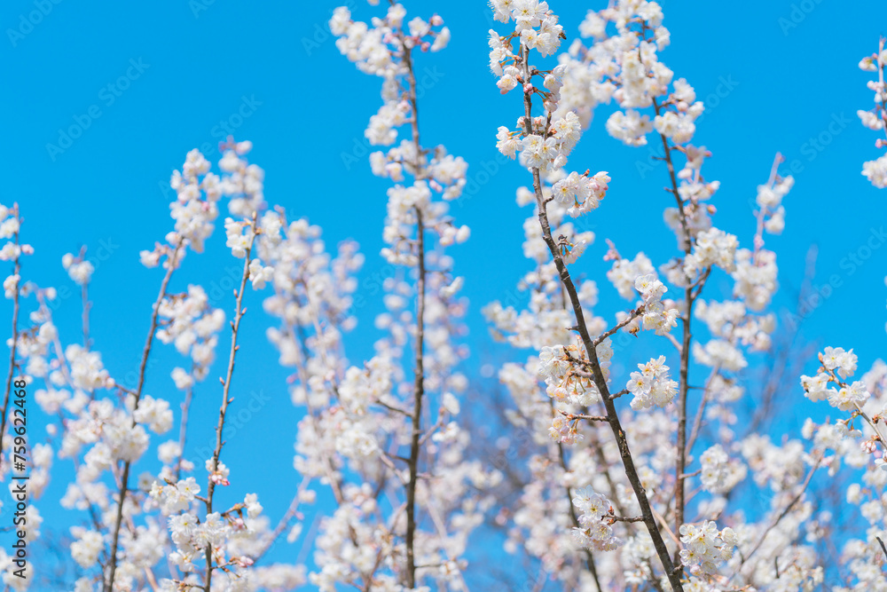 大手門に咲く桜の花 大手門に咲く桜の花