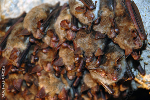 Colony of hanging bats in a cave. These fllying mammals are using echolocation to navigate