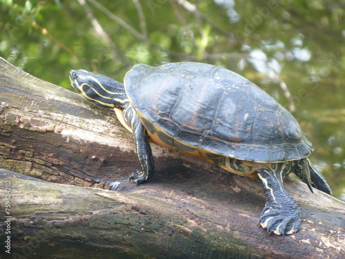 Foto Tortue dans un étang