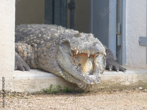 Crocodile dans un parc animalier