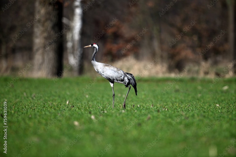 Fototapeta premium einzelner Kranich in Seitenansicht frei stehend auf leuchtend grüner Wiese vor dunklem Waldhintergrund im Frühling