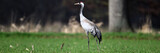 einzelner Kranich in Seitenansicht frei stehend auf leuchtend grüner Wiese vor dunklem Waldhintergrund im Frühling