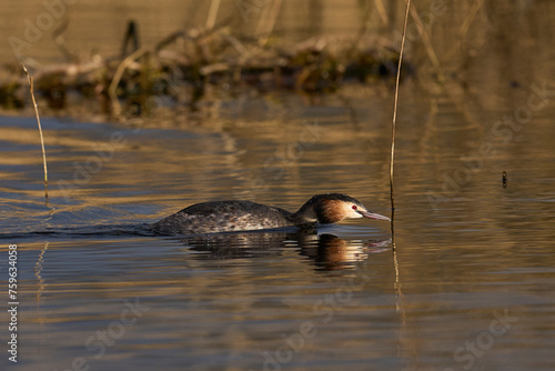 Great Crested Grebe  Podiceps cristatus  swimming on a lake in the Somerset Levels  Somerset  United Kingdom.