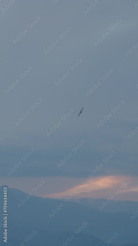 Vertical video. Bat Flies Over Sea and Rocks at Sunset. Slow Motion. Vertical video. Bat Flies Over Sea and Rocks at Sunset. Slow Motion.
