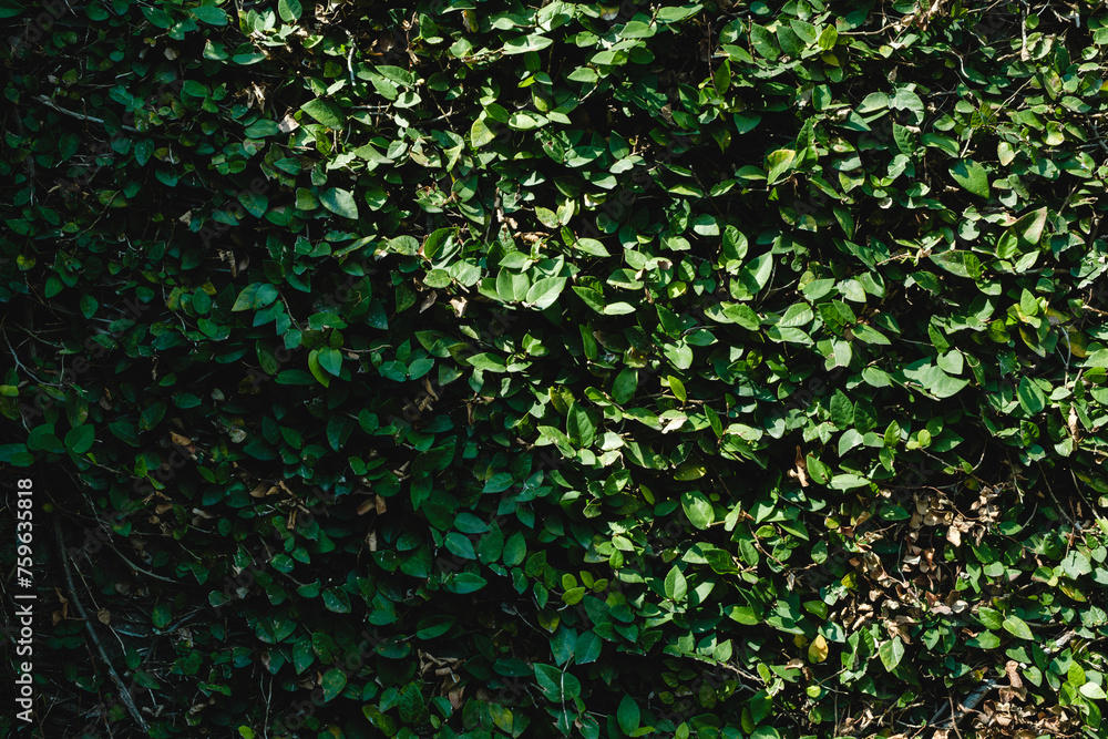 壁にびっしり生えた蔦植物の葉のテクスチャー背景壁紙　アウトドア・自然