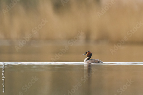 Great Crested Grebe (Podiceps cristatus) swimming on a lake in the Somerset Levels, Somerset, United Kingdom. photo