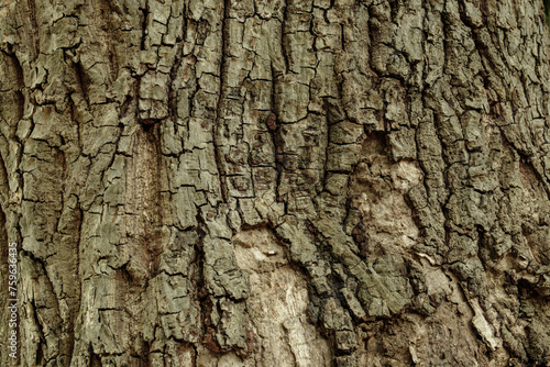 Fototapeta Naklejka Na Ścianę i Meble -  ざらざらした木肌の表面テクスチャー背景壁紙　木材・自然・アウトドア