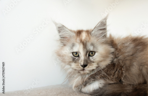 Maine Coon cat in her fluffy brown white colored house.