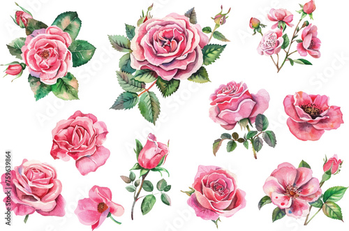 set of roses © asadul