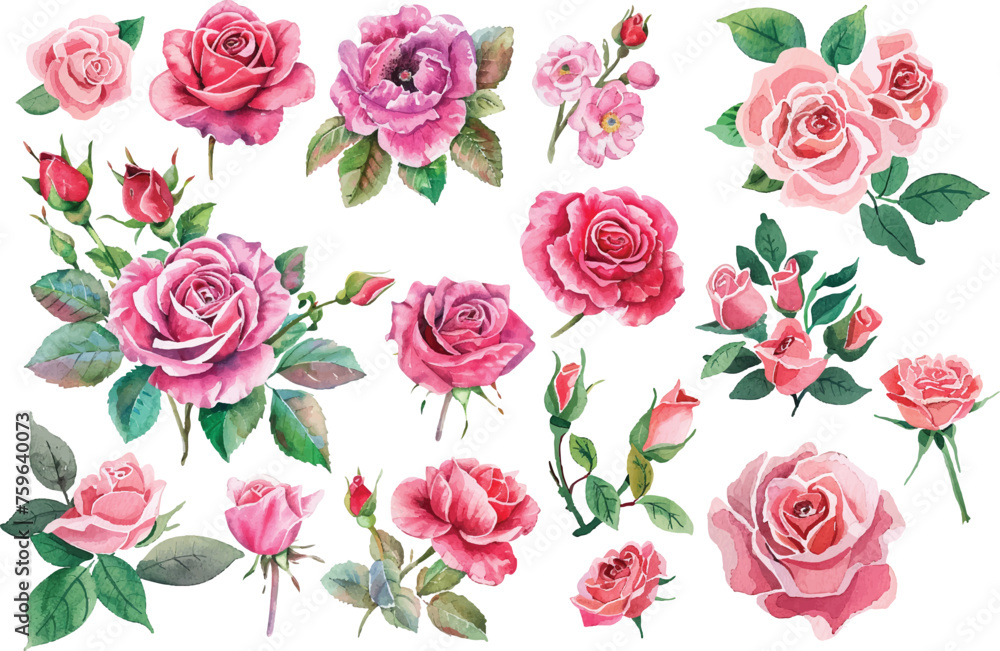 Roses Watercolor illustration Roses Watercolor illustration
