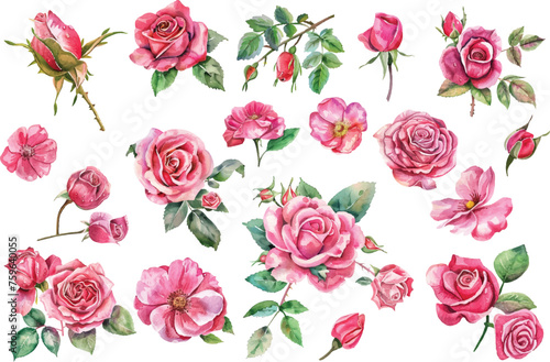 Set of beautiful watercolor roses © asadul
