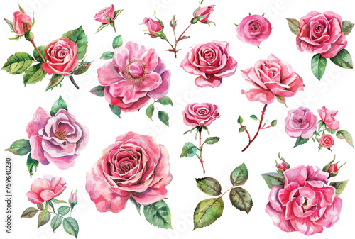 Roses Watercolor illustration © asadul