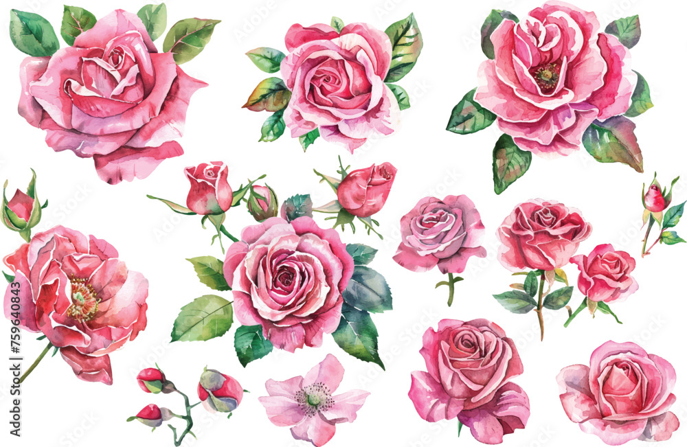 Watercolor rose flowers set Watercolor rose flowers set