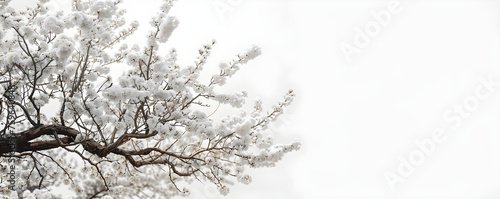 A picture of white tree flowers on a white background, symbolizing purity and tranquility. Suitable for nature-related designs and content. © NE97